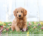 Small Photo #2 Goldendoodle Puppy For Sale in KILLINGER, PA, USA