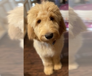 Mother of the Goldendoodle puppies born on 12/02/2021