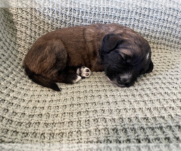 Medium Photo #2 Saint Berdoodle Puppy For Sale in ELK RIVER, MN, USA