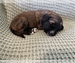 Small #1 Saint Berdoodle