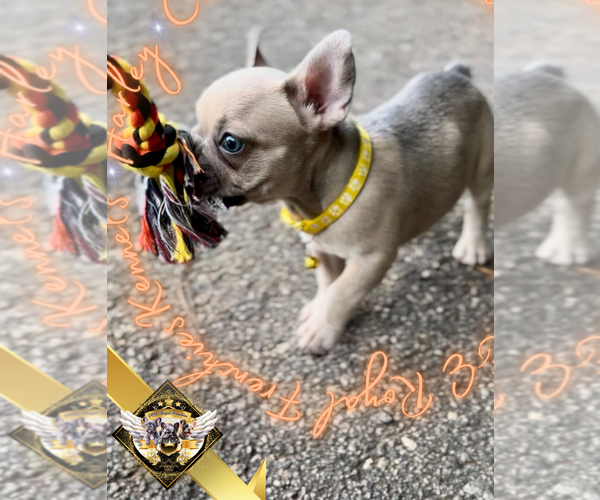 Medium Photo #8 French Bulldog Puppy For Sale in ATHENS, GA, USA