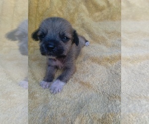 Shih Tzu-Xoloitzcuintli (Mexican Hairless) Mix Puppy for sale in COLVILLE, WA, USA