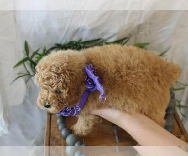 Medium Photo #2 Poodle (Miniature) Puppy For Sale in ORO VALLEY, AZ, USA