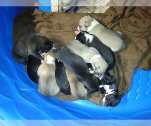 American Pit Bull Terrier Puppy for sale in FARNER, TN, USA