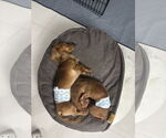 Small #3 Dachshund