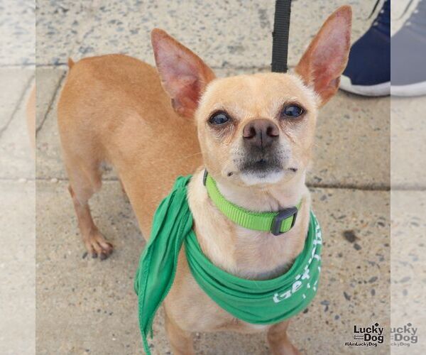 Medium Photo #4 Chihuahua-Unknown Mix Puppy For Sale in Washington, DC, USA