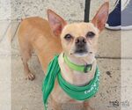 Small #3 Chihuahua Mix