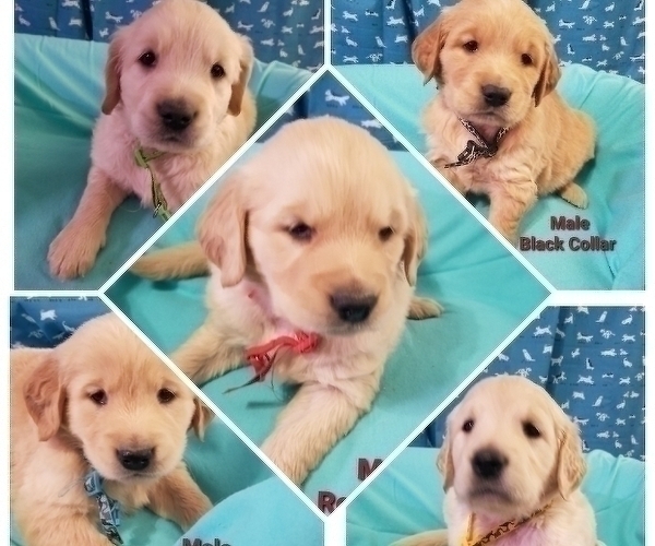 Medium Photo #10 Golden Retriever Puppy For Sale in SACRAMENTO, CA, USA