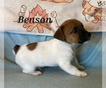 Puppy Puppy 1  Benson Jack Russell Terrier