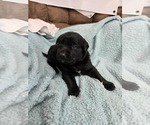Small #7 Labrador Retriever