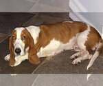 SHANNON - Female Basset Hound Dog for Adoption - Small photo