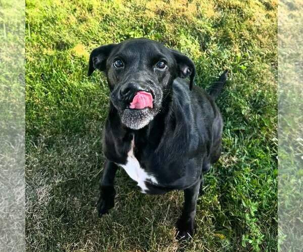 Medium Photo #4 Labrador Retriever-Unknown Mix Puppy For Sale in Geneva, OH, USA