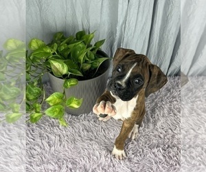 Boxer Puppy for sale in GREENWOOD, IN, USA