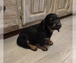Small Photo #34 Dachshund Puppy For Sale in NEOSHO, MO, USA