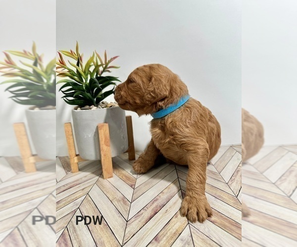 Medium Photo #6 Goldendoodle Puppy For Sale in CONWAY, SC, USA