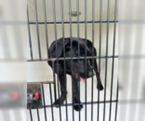 Labrador Retriever Dogs for adoption in Virginia Beach, VA, USA