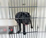 Small Labrador Retriever