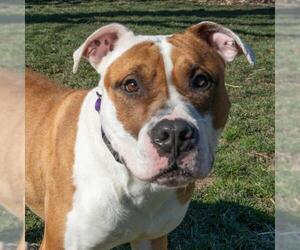 Mutt Dogs for adoption in Easton, MD, USA