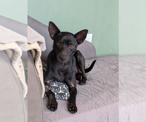 Medium Photo #2 Miniature Pinscher-Unknown Mix Puppy For Sale in Mount Laurel, NJ, USA