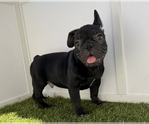 Medium Photo #2 French Bulldog Puppy For Sale in APPLE VALLEY, CA, USA