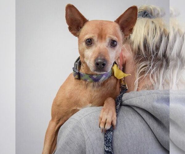 Medium Photo #5 Italian Greyhuahua Puppy For Sale in Huntley, IL, USA