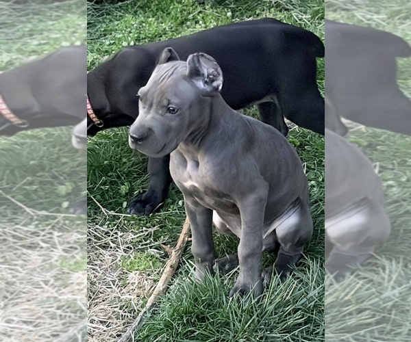 Medium Photo #2 Cane Corso Puppy For Sale in ANDERSON, IN, USA