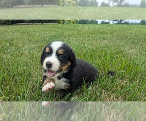 Bernese Mountain Dog Puppy for sale in GOSHEN, IN, USA