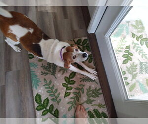 Martha - Female Beagle-Unknown Mix Dog for Adoption - Photo #2