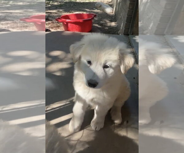 Medium Photo #4 Great Pyrenees Puppy For Sale in Harrison, AR, USA