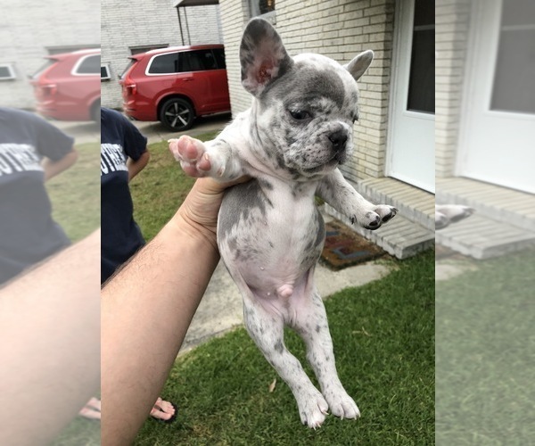 Medium Photo #3 French Bulldog Puppy For Sale in METTER, GA, USA