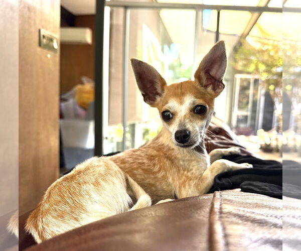 Medium Photo #2 Chihuahua Puppy For Sale in Menifee, CA, USA