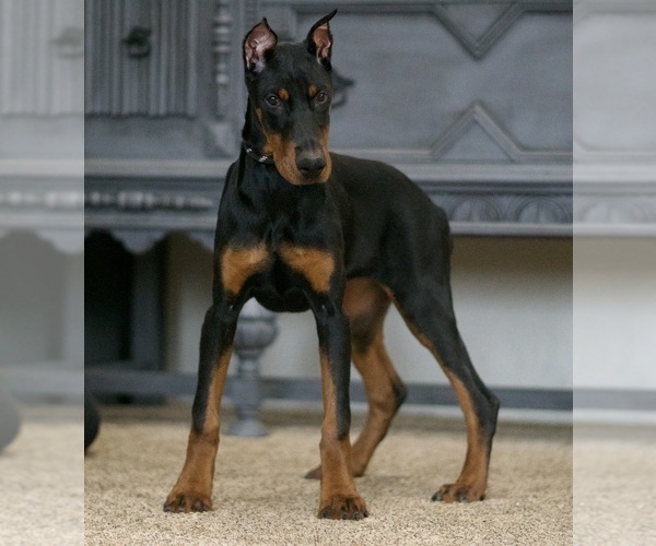 Medium Photo #5 Doberman Pinscher Puppy For Sale in WARSAW, IN, USA