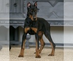 Small Photo #38 Doberman Pinscher Puppy For Sale in WARSAW, IN, USA