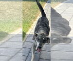 Small #1 Mutt