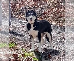 Huskies -Unknown Mix Dogs for adoption in Monterey, VA, USA