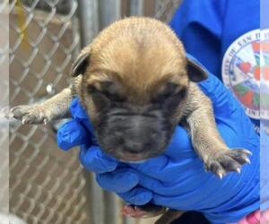 German Shepherd Dog Dogs for adoption in San Bernardino, CA, USA