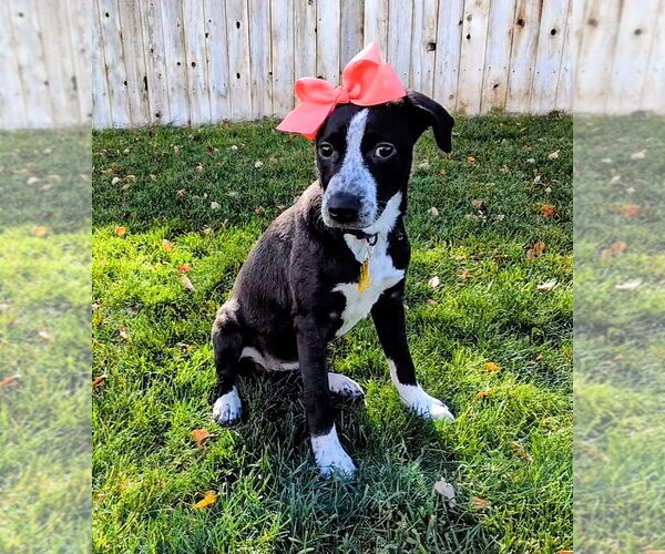 Medium Photo #7 Border-Aussie Puppy For Sale in Sandy, UT, USA