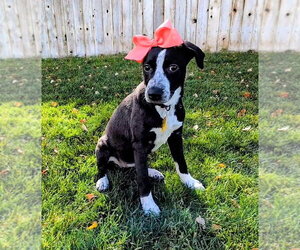 Aubrie - Female Border-Aussie Dog for Adoption - Photo #7