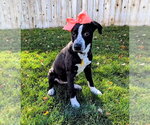Small Photo #7 Border-Aussie Puppy For Sale in Sandy, UT, USA