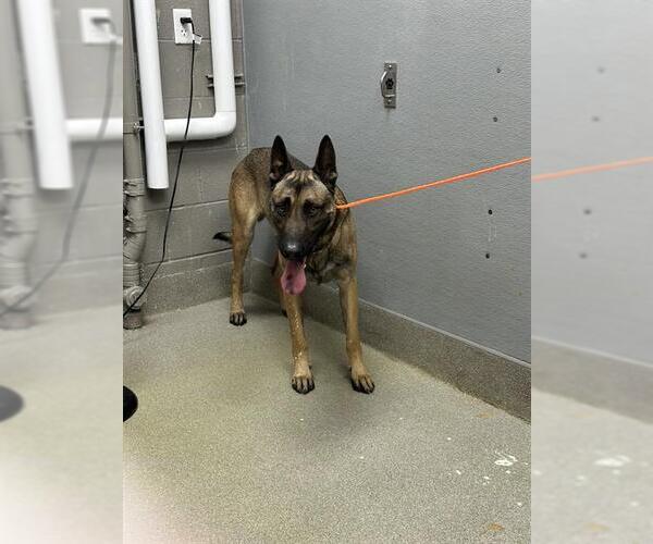 Medium Photo #1 German Shepherd Dog-Unknown Mix Puppy For Sale in Las Vegas, NV, USA