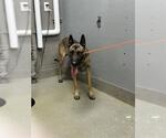 Small German Shepherd Dog Mix