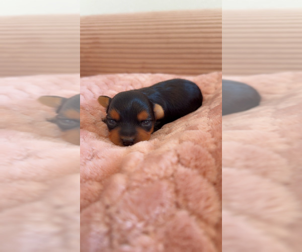 Medium Photo #28 Yorkipoo Puppy For Sale in ARLINGTON, TX, USA