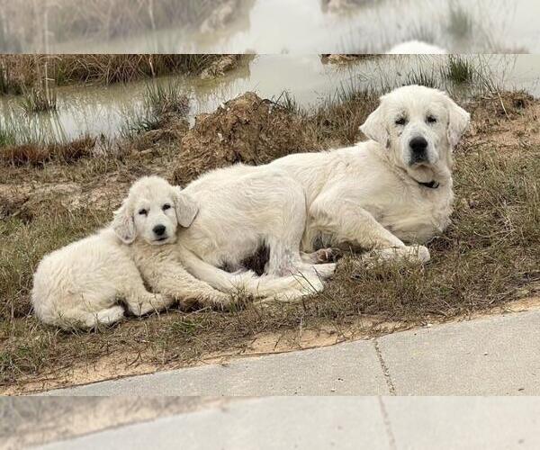 Medium Photo #51 Great Pyrenees-Unknown Mix Puppy For Sale in Houston, TX, USA