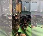 Small Photo #19 Rottweiler Puppy For Sale in GARLAND, TX, USA