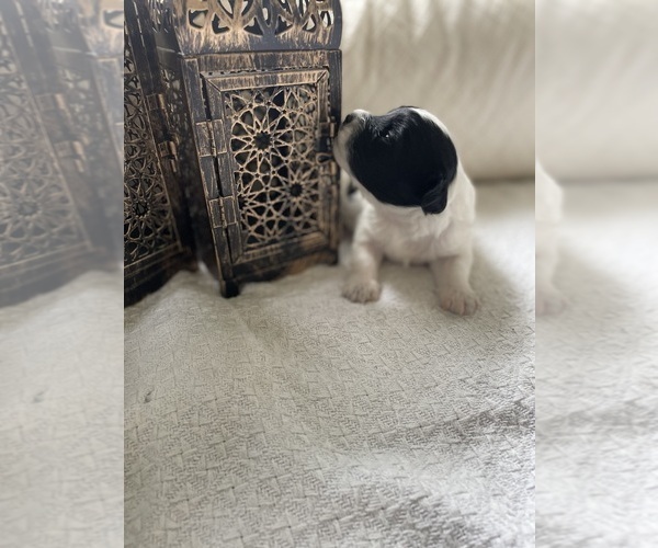 Medium Photo #2 Poodle (Miniature) Puppy For Sale in VANCOUVER, WA, USA