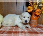 Small Photo #6 English Cream Golden Retriever Puppy For Sale in PEYTON, CO, USA