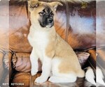 Small Photo #2 Akita Puppy For Sale in PITTSBURGH, PA, USA