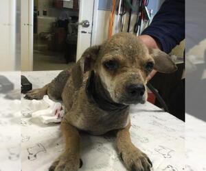 Chihuahua-Unknown Mix Dogs for adoption in Riverside, CA, USA