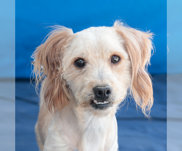 Medium Photo #1 Mutt Puppy For Sale in Pasadena, CA, USA