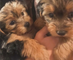 Puppy Male and Female Yorkshire Terrier